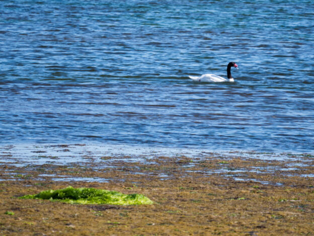 Ensenada Pullao (Chiloé)