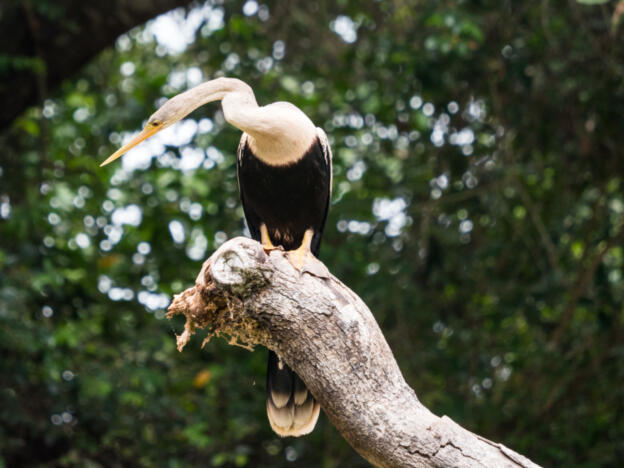 Pantanal - Rio Cuiabá & Rio Três Irmãos